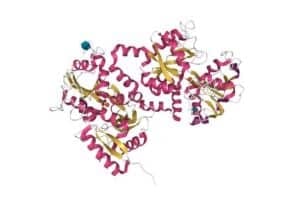 Recombinant Proteins