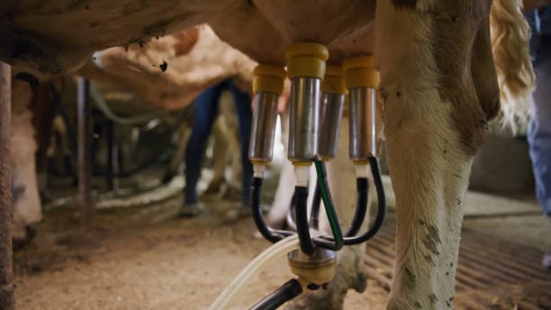 Europe Udder Health Market Report: Comprehensive Overview of Developments