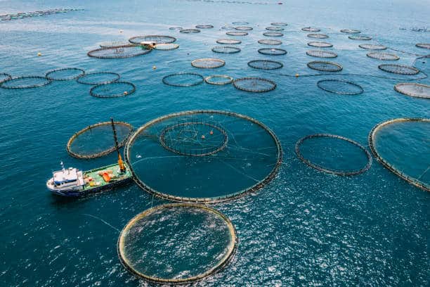 Europe Aquaculture Market Spotlight: Size, Share, and Growth Trends Explored through 2035