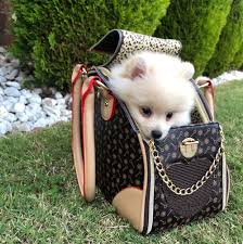 u61-Luxury-Pet-Accessories