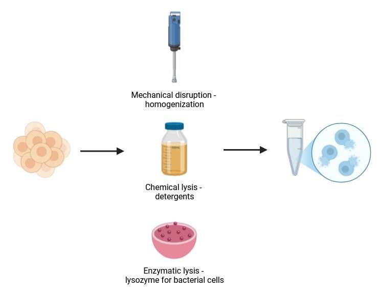 Native Protein Purification Market Market Report Forecasts Dynamic Growth Through 2035