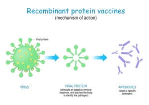 u61-Recombinant-Proteins