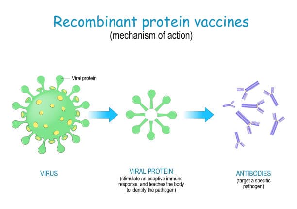 japan Recombinant Proteins Market Intelligence Report: Recession Readiness and Tariff Implications