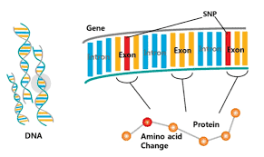 u61-Whole-Exome-Sequencing