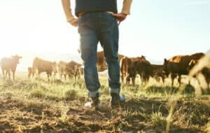 Dairy-Herd-Management