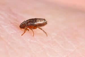 Insect-Feed