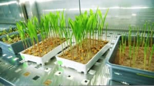 Plant-Genotyping-Equipment