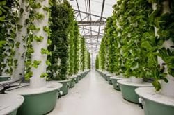 AEROPONICS