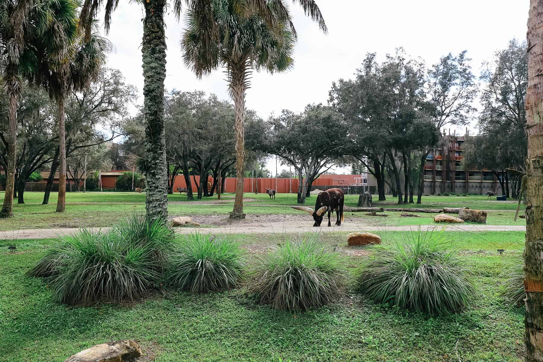 an Ankole cattle grazing the savanna