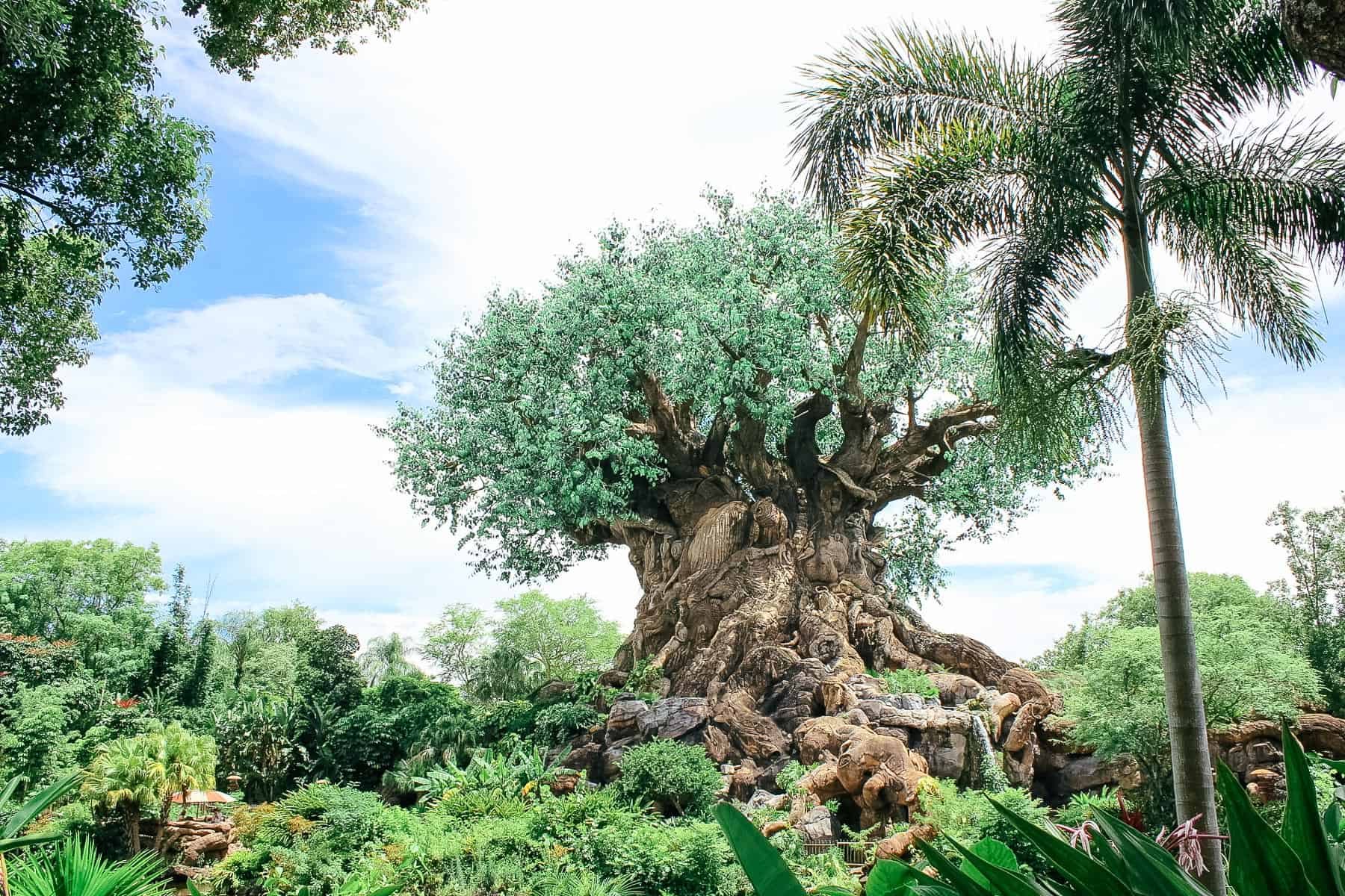 the Tree of Life at Disney's Animal Kingdom