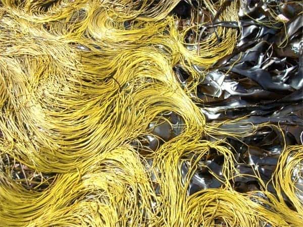 Sea Spaghetti