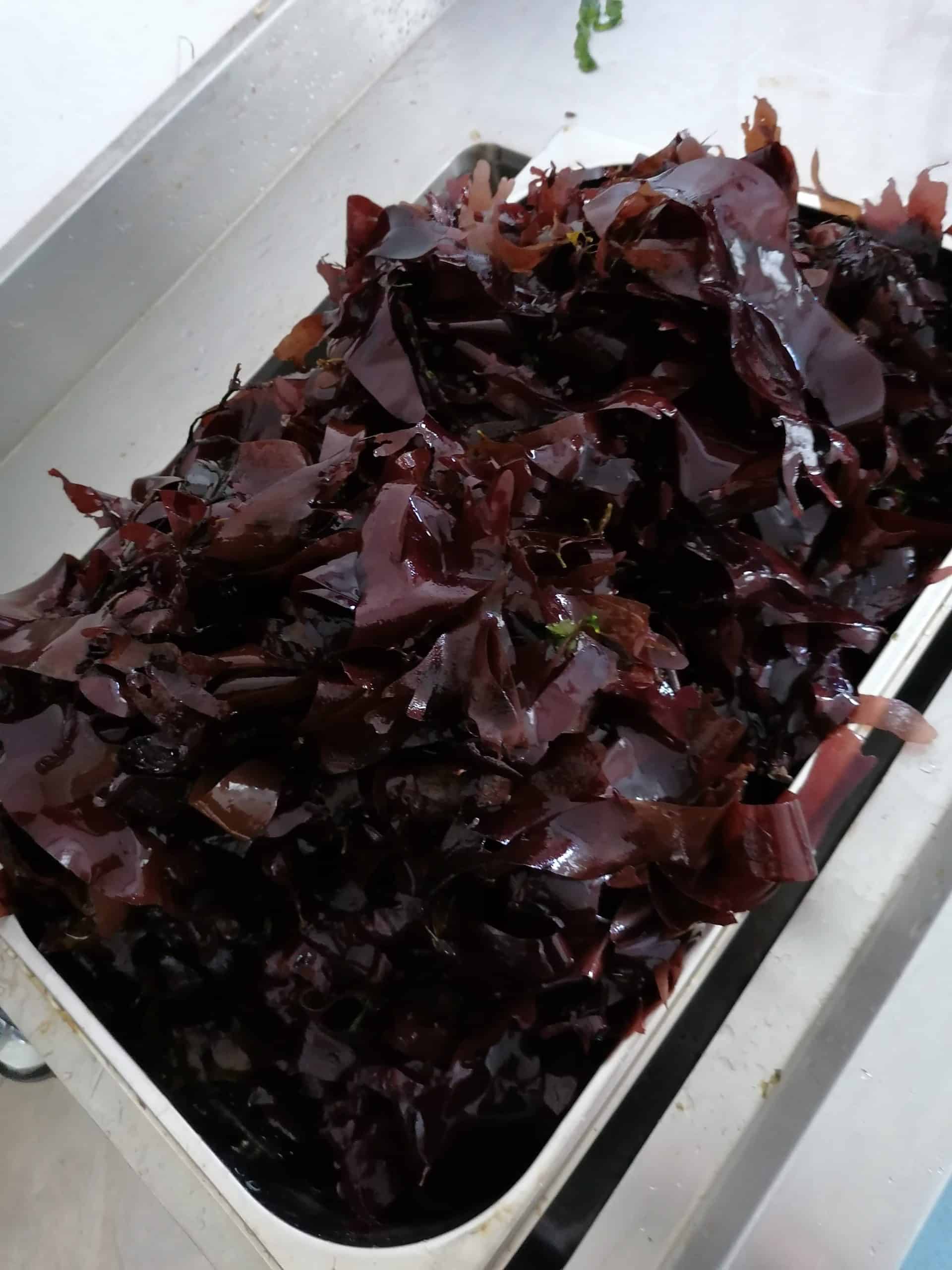 Organic Irish Dulse - Dillisk (Palmaria palmata) 40g - Image 3