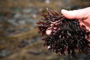Organic Seaweed Irish Moss (Chondrus crispus) 40g/200g/500g - Image 3