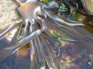 Organic Seaweed Irish Kombu / Kelp (Laminaria digitata) 40g - Image 2