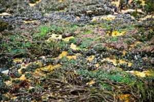 Organic Seaveg Irish Seaweed Salad (mix of 5) 40g - Image 2