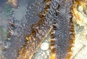 Organic Irish Sweet Kombu/Kelp (Saccharina latissima) 40g - Image 2
