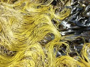 Organic Seaweed Sea Spaghetti (Himanthalia elongata) 40g