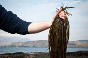 Organic Seaweed Sea Spaghetti (Himanthalia elongata) 40g - Image 2