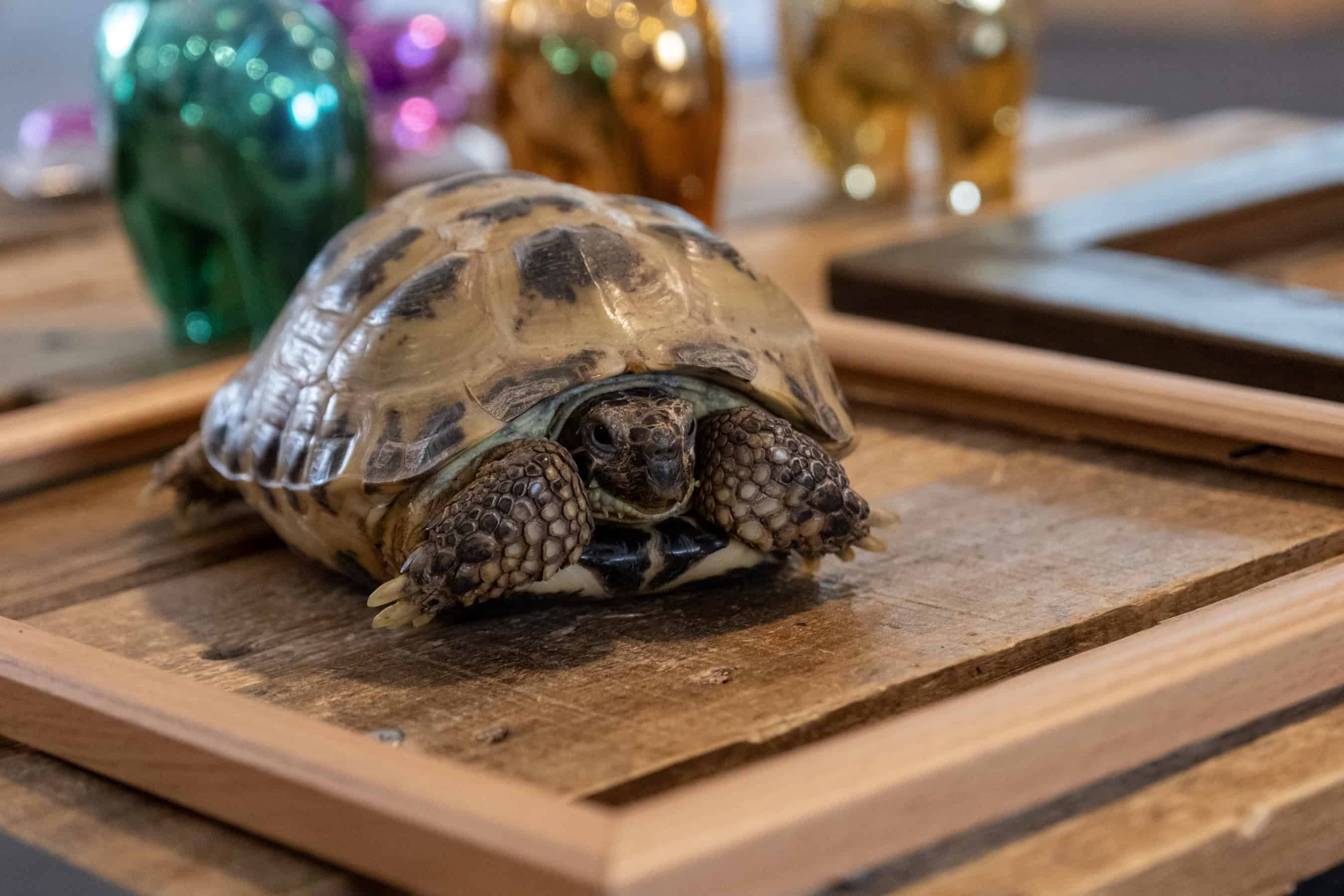 Turtle on a wooden table, educational activity about reptiles, suitable for children’s learning at Thrive Childcare.