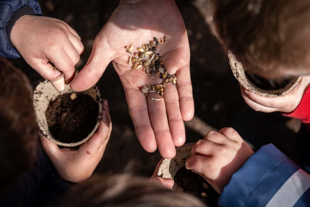 Children's hands planting seeds in small pots at Thrive Childcare, promoting early childhood development and nature education. Engaging kids in outdoor activities to encourage learning and growth.