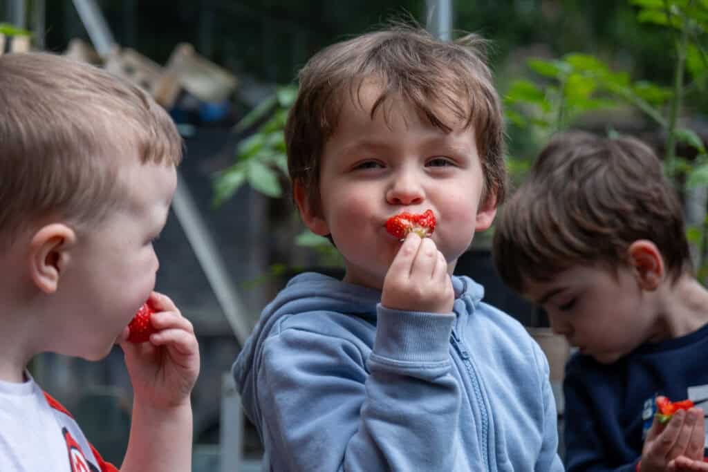 Fresh young children enjoying strawberries outdoors at Thrive Childcare, promoting healthy eating and outdoor play for early childhood development.