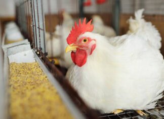 Adisseo’nun yeni çiftlik içi aracı, kanatlılarda gerçek enerji kullanımını tahmin ediyor