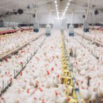 Agp'ler kullanılmadığında, birden fazla etki sunan katkılar işe yarayabilir