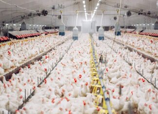 Agp'ler kullanılmadığında, birden fazla etki sunan katkılar işe yarayabilir