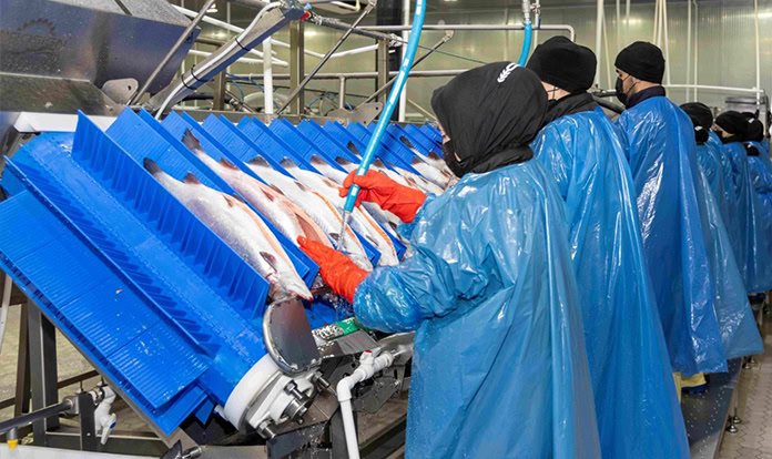 Alg yağı bazlı yemlerle beslenen 350 ton Türk somonunun hasadı yapıldı