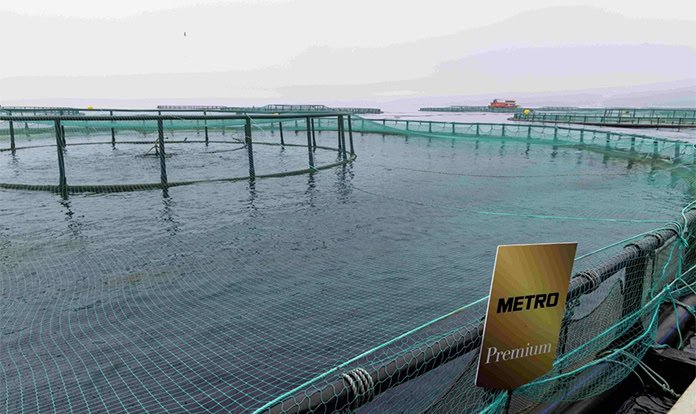 Alg yağı bazlı yemlerle beslenen 350 ton Türk somonunun hasadı yapıldı