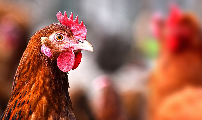 Arbocel®'in broilerlerde performans ve ayak tabanı lezyonlarına etkileri