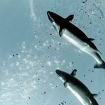 BioMar balıkların direncini artırmak için yeni ürününü piyasaya sürdü