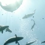 BioMar, somon balığı için yeni ürünü CALM'ı piyasaya sürdü