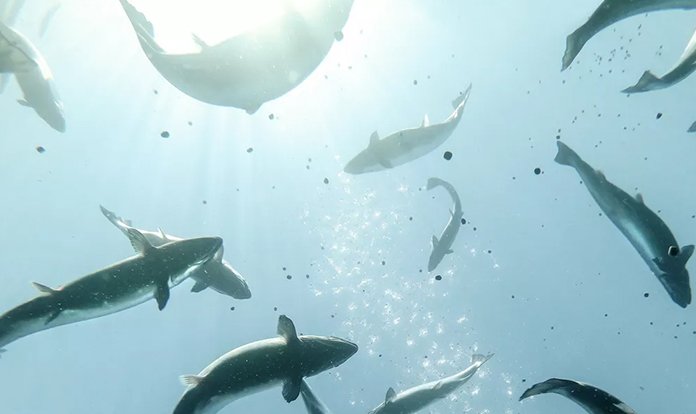 BioMar, somon balığı için yeni ürünü CALM'ı piyasaya sürdü