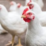 Broyler damızlık rasyonlarında enerji ve besin seyreltilmesine neden ihtiyaç duyarız?