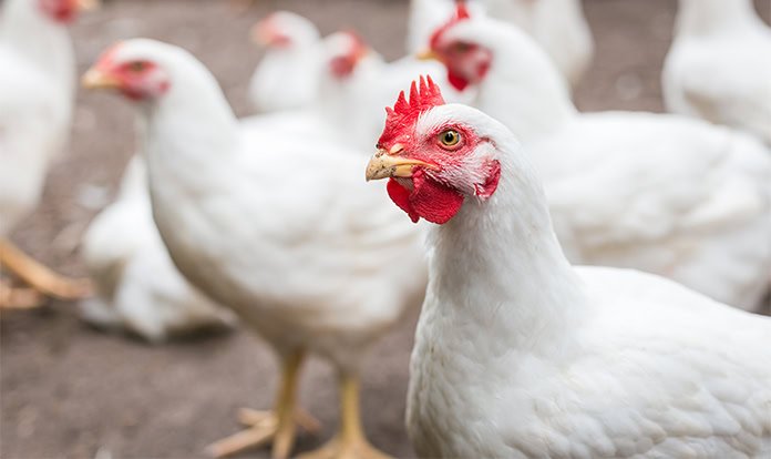 Broyler damızlık rasyonlarında enerji ve besin seyreltilmesine neden ihtiyaç duyarız?