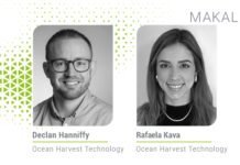 Deniz yosunu karışımları: Güçlü bağırsak sağlığı için doğal çözüm