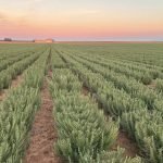 AB Komisyonu Kemin'in biberiye özünü yem katkı maddesi olarak onayladı