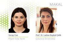 Esans yağlar bağırsak mikrobiyatasını iyileştiriyor