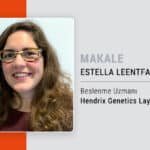 Yumurta tavuklarında yem partikül büyüklüğünün önemi