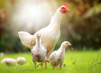 Evonik launches its own GAA product GuanAMINO®