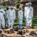 FAO araştırması, antibiyotiklerin azaltılmasında verimliliğin rolünü vurguluyor