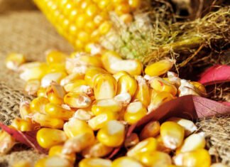 Yem Ham Maddeleri: MISIR ve 2021 BEKLENTİLERİ