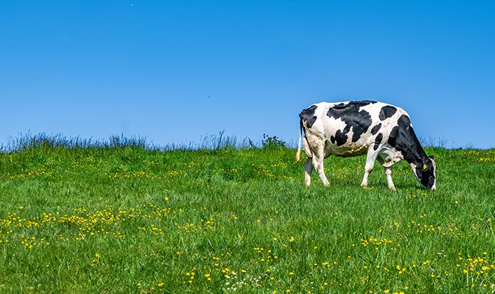 Fransız Bel Group, süt çiftliklerinde metan azaltıcı Bovaer’ı test etti