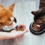 Gıda takviyeleri, evcil hayvan sağlığına nasıl etki ediyor?