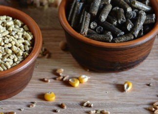 Küresel Mikotoksin İncelemesi