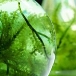 Hayvan Yemlerinde Yosun Kullanımı ve Küresel Pazar Durumu