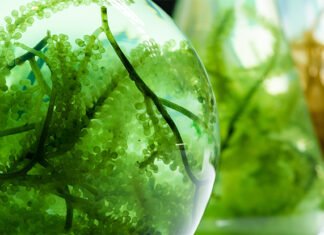 Hayvan Yemlerinde Yosun Kullanımı ve Küresel Pazar Durumu