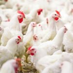 Fotoğraf: David Tadevosian | shutterstock