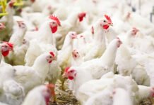 Fotoğraf: David Tadevosian | shutterstock